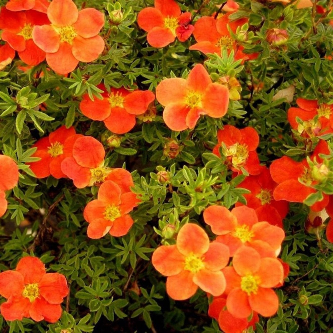 Praktspirea – Potentilla fruticosa 'Red Ace' - 20-30 CM bare root 0/2